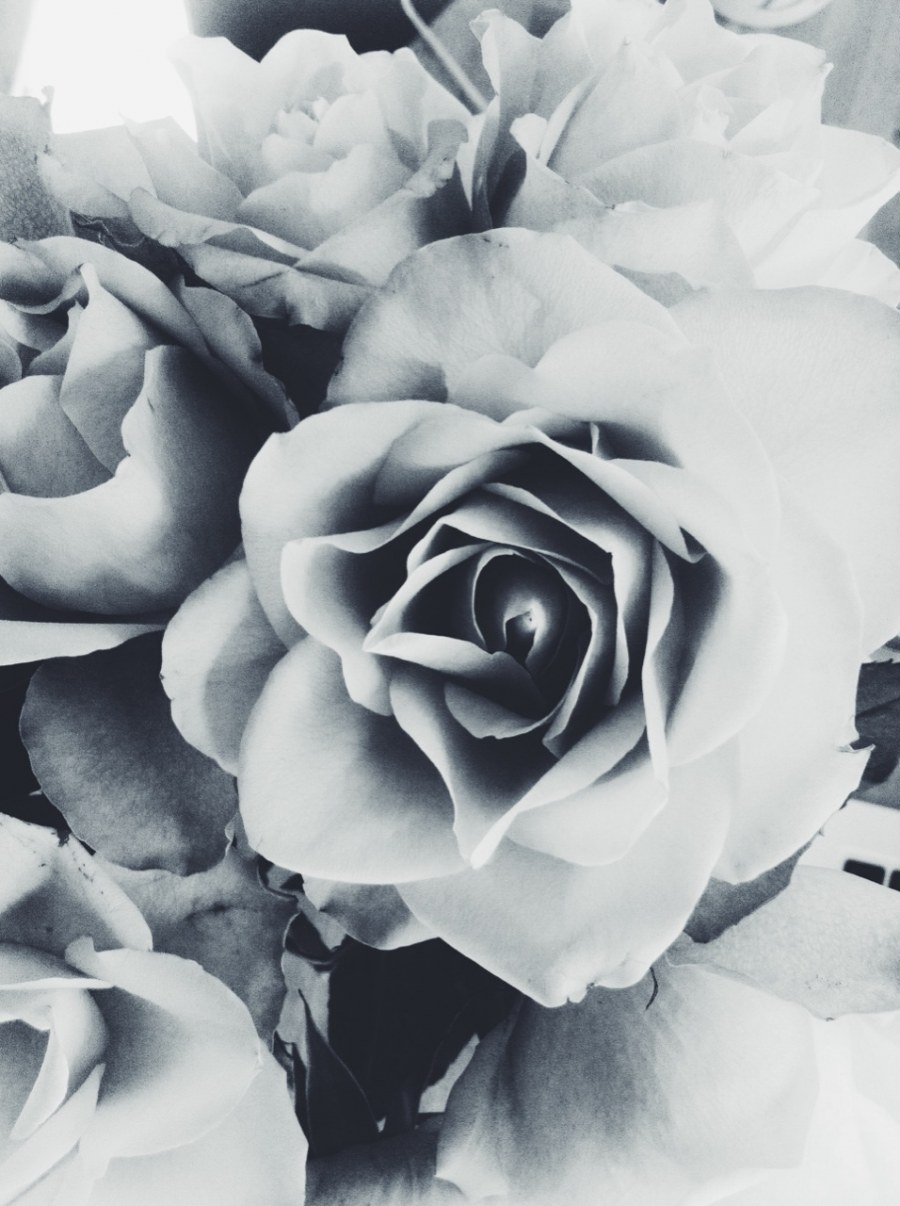 Роза Спарлинг бело черный