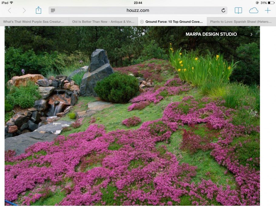 Флокс шиловидный в рокарии