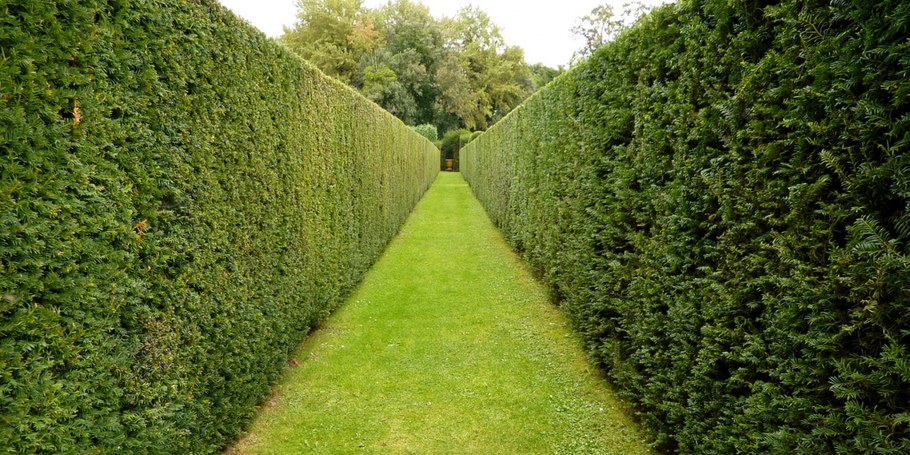 Мебель из кустов