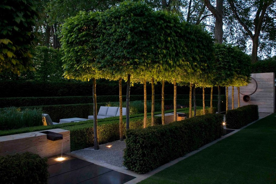 Сияние Живая изгородь