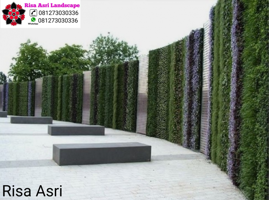 Вяз мелколистный изгородь