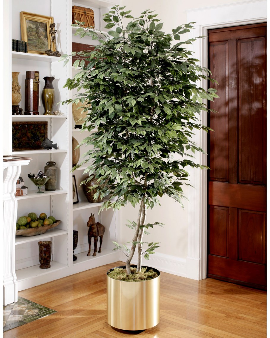 Фикус древовидный