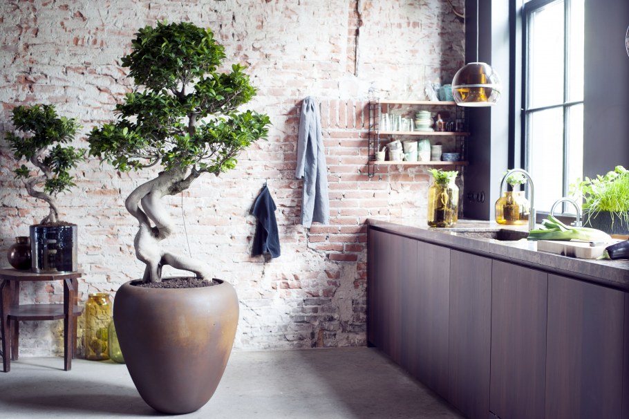 Фикус Гинсенг в интерьере