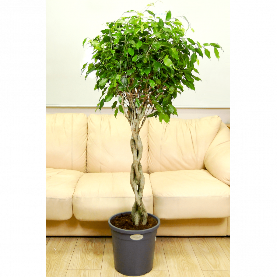 Фикус Бенджамина