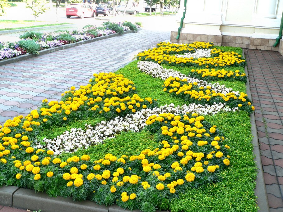 Моноклумба бархатцы