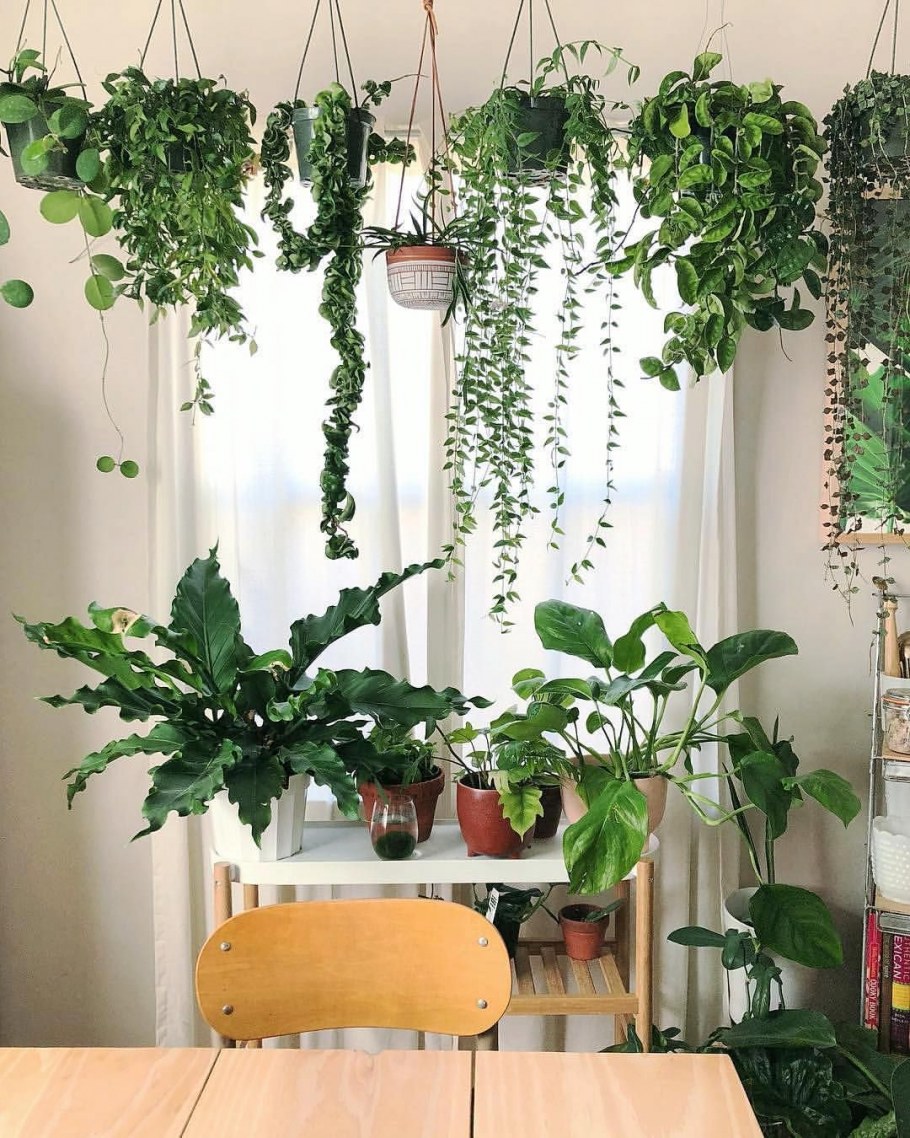 Свисающие комнатные растения