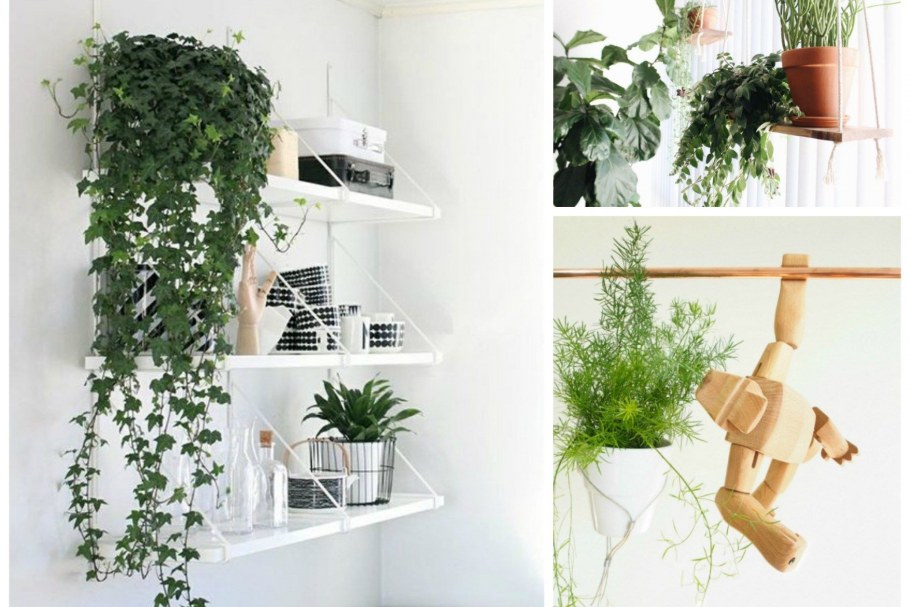 Крестовник Роули (Senecio rowleyanus)