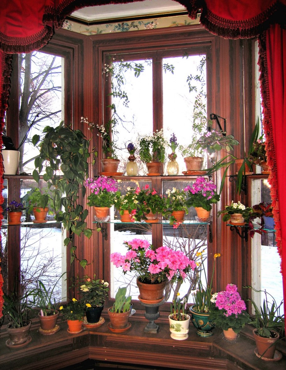 Ампельные растения в интерьере современной кухни