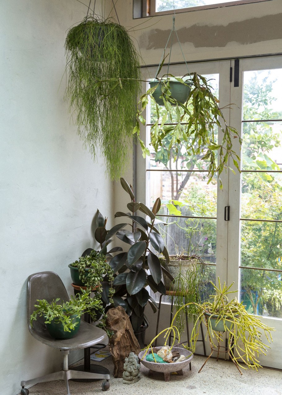 Пеперомия вьющаяся