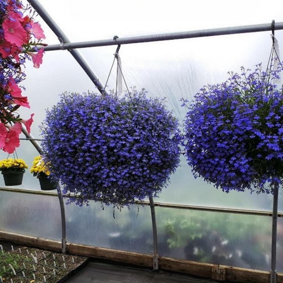 Комнатные растения на окне