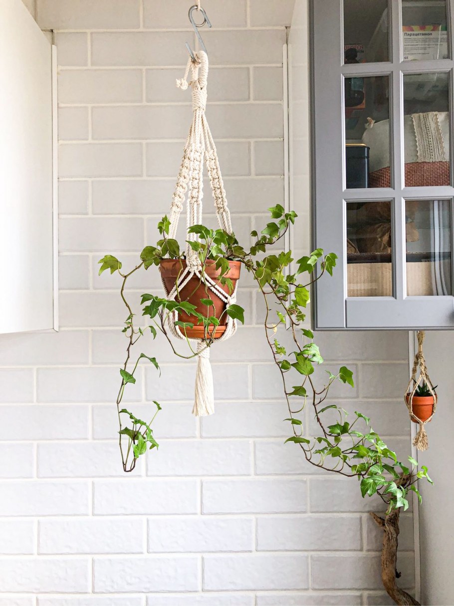 Ампельные лианы