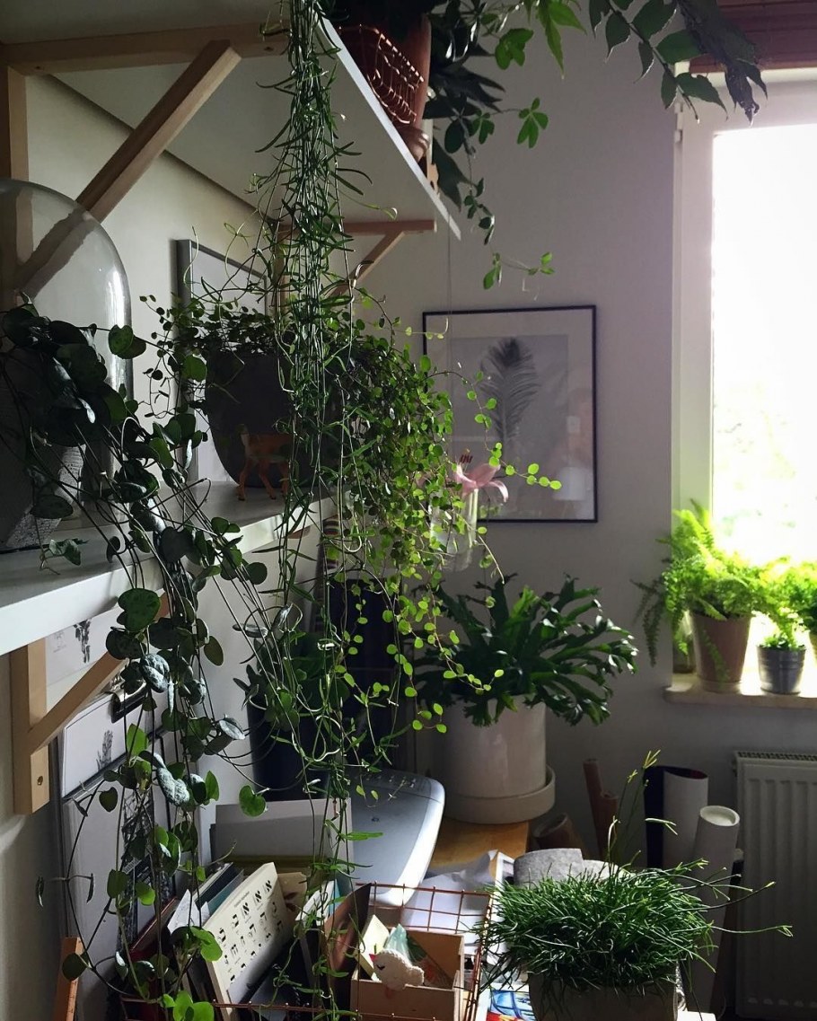 Ампельные в интерьере квартиры в залле