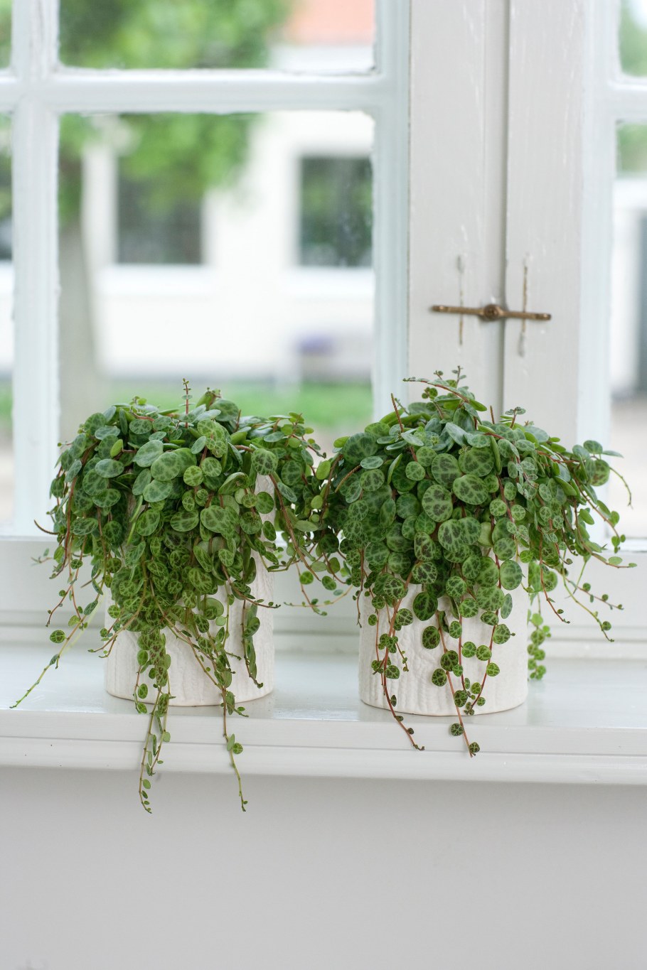 Сесиль ампельное растение.?