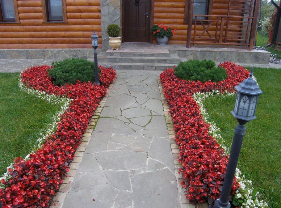 Рабатка Тунберга