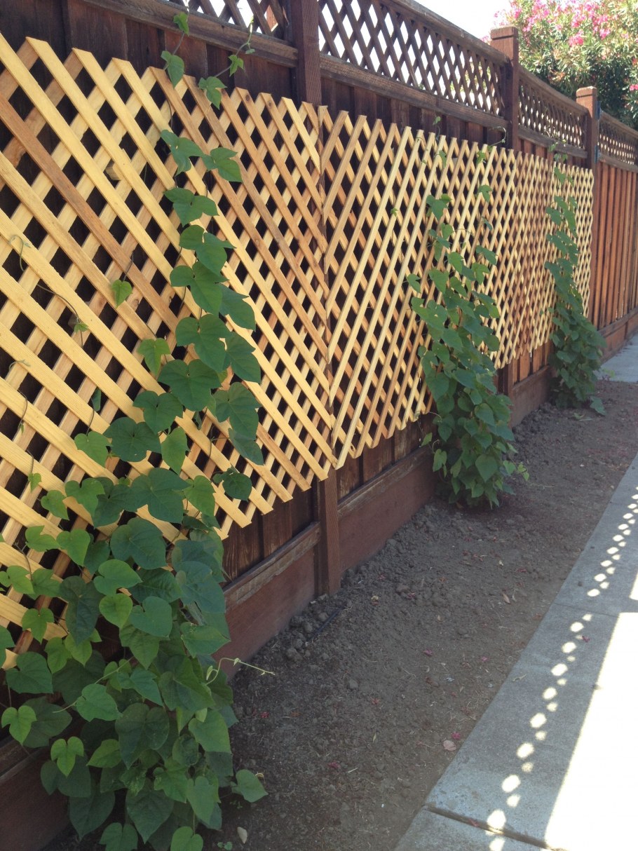 Ограждение из шпалеры