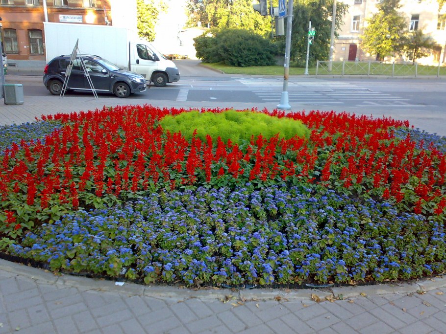 Клумба звезда сальвии