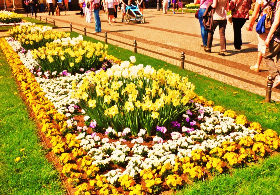 Прямоугольные клумбы с цветами