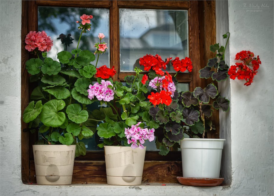 Цветы на подоконнике