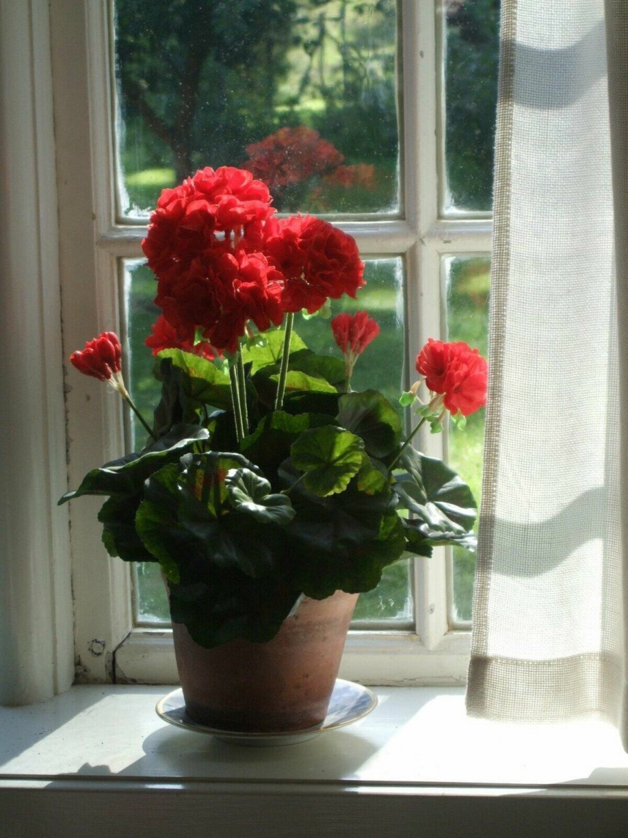 Цветы на подоконнике