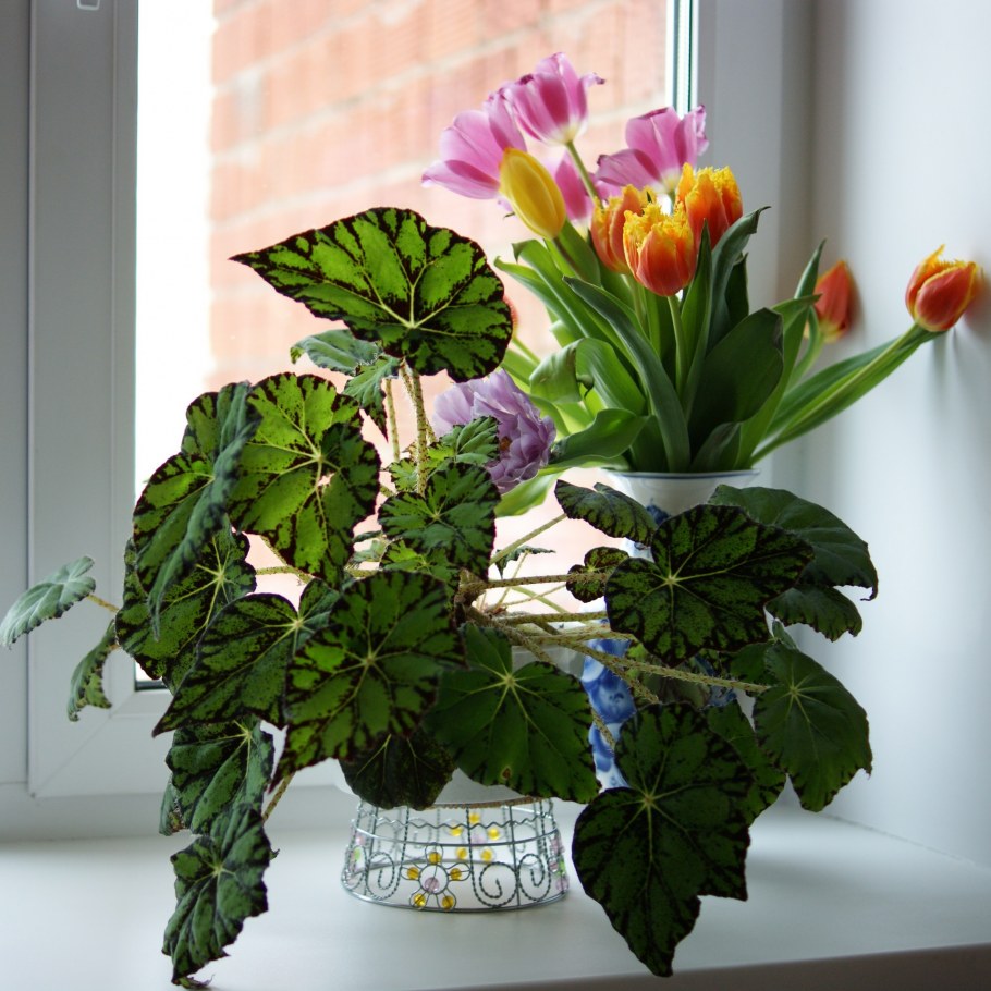 Цветы на подоконнике