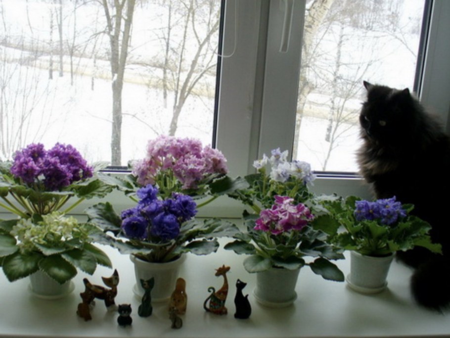 Кактусы на подоконнике