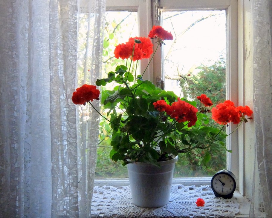 Цветы на подоконнике