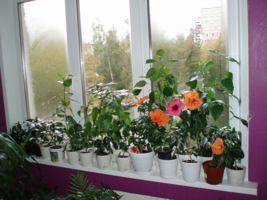 Сенполия узамбарская фиалка на подоконнике