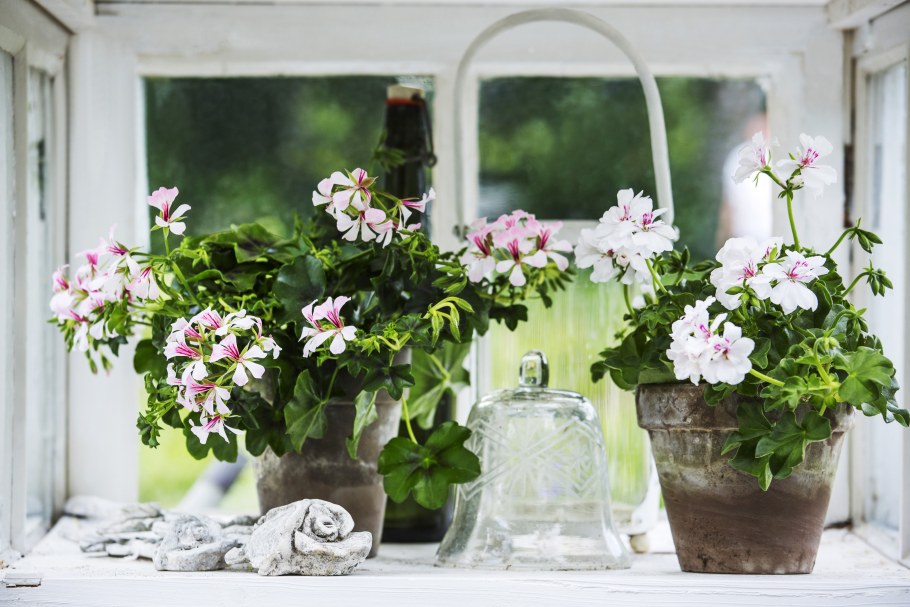 Растения которые растут на подоконнике