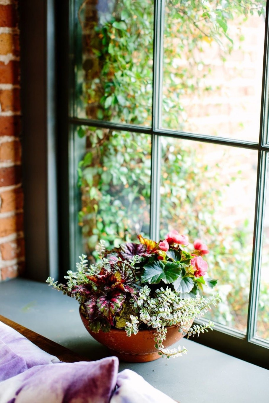 Комнатные растения на подоконнике