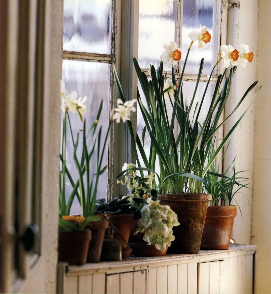 Комнатные растения пеларгония