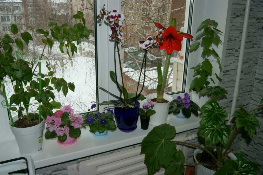 Растения на подоконнике