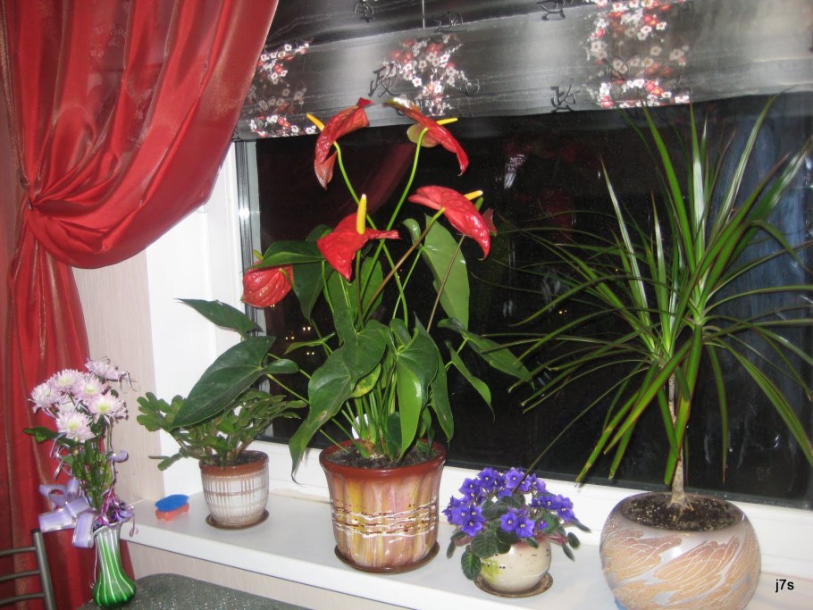 Комнатные растения на окне
