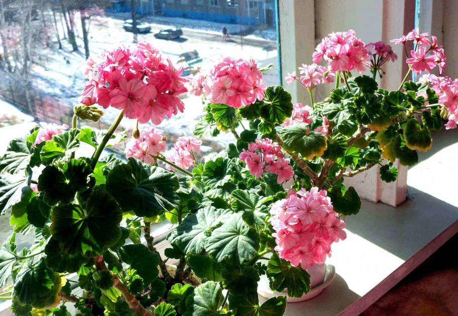 Комнатные растения для Северного окна