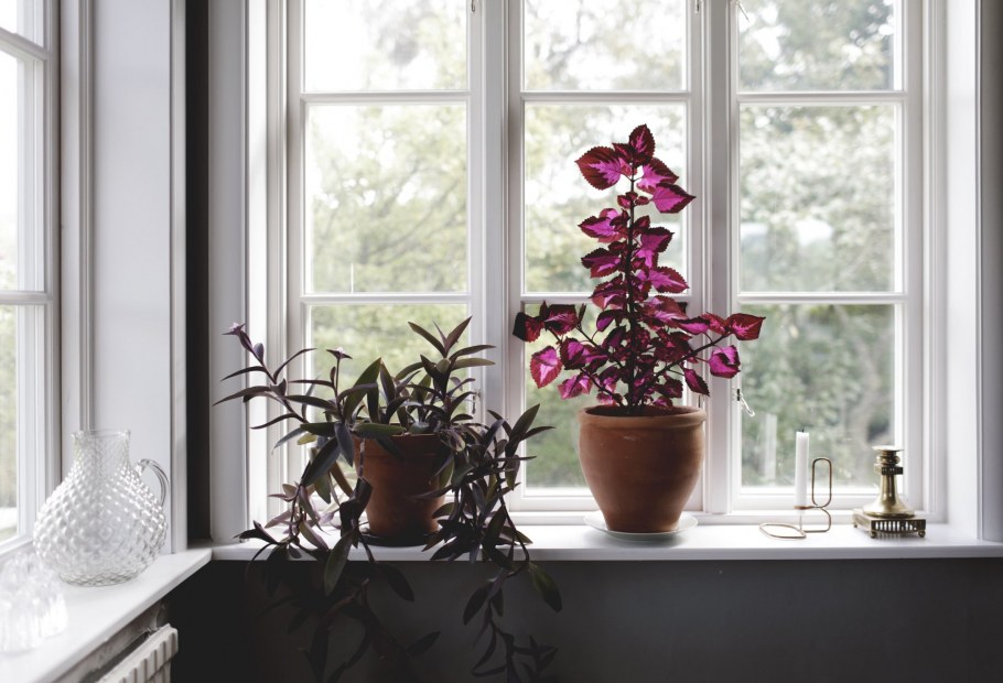 Фиалки на окне зимой