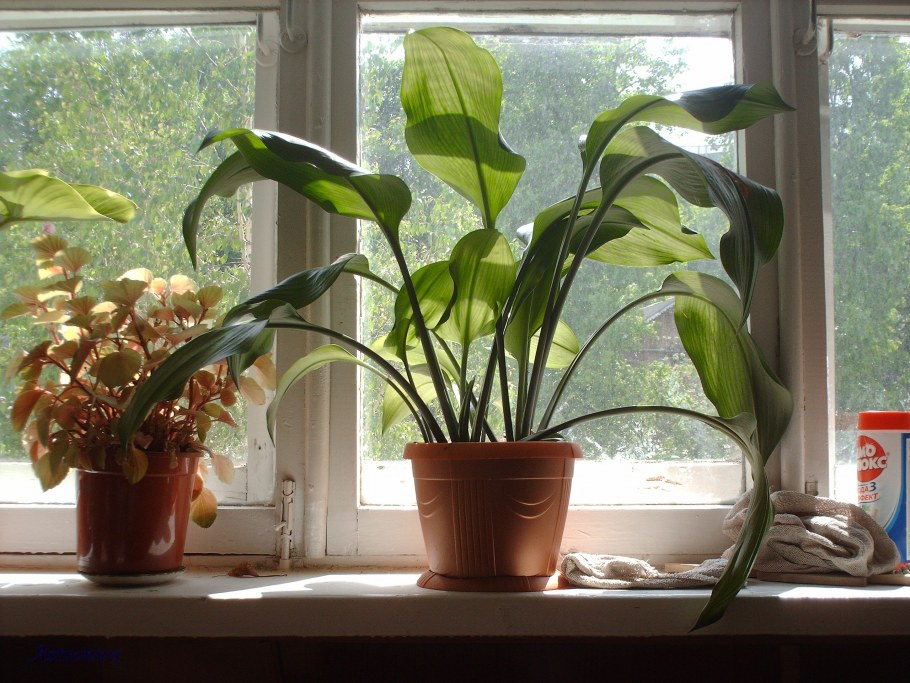 Розабудный герань