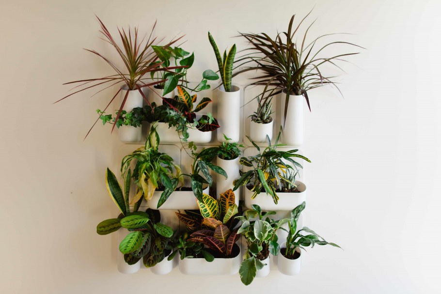 Композиция из горшечных растений в интерьере