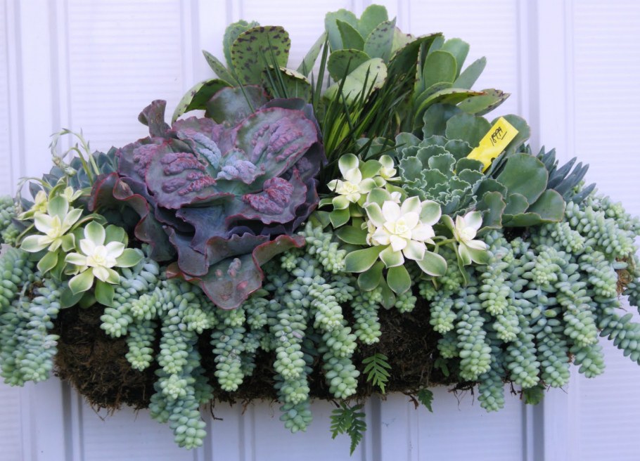 Делани композиции из суккулентов