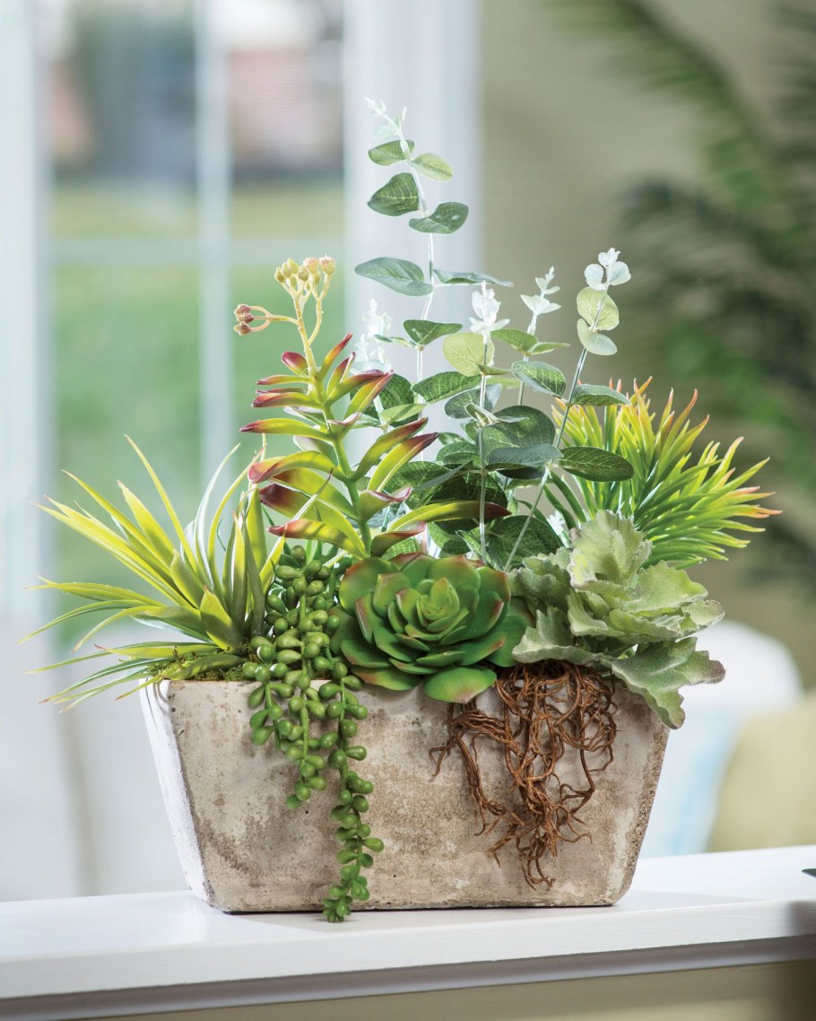 Фитодизайн Суккуленты