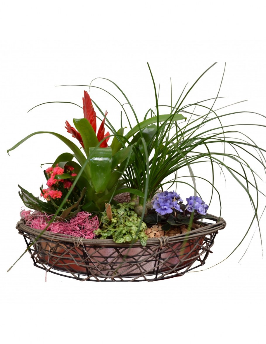 Горшечные цветочные композиции