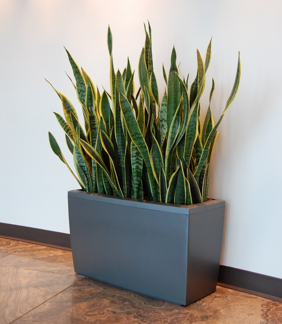 Сансевиерия Лауренти 21/80