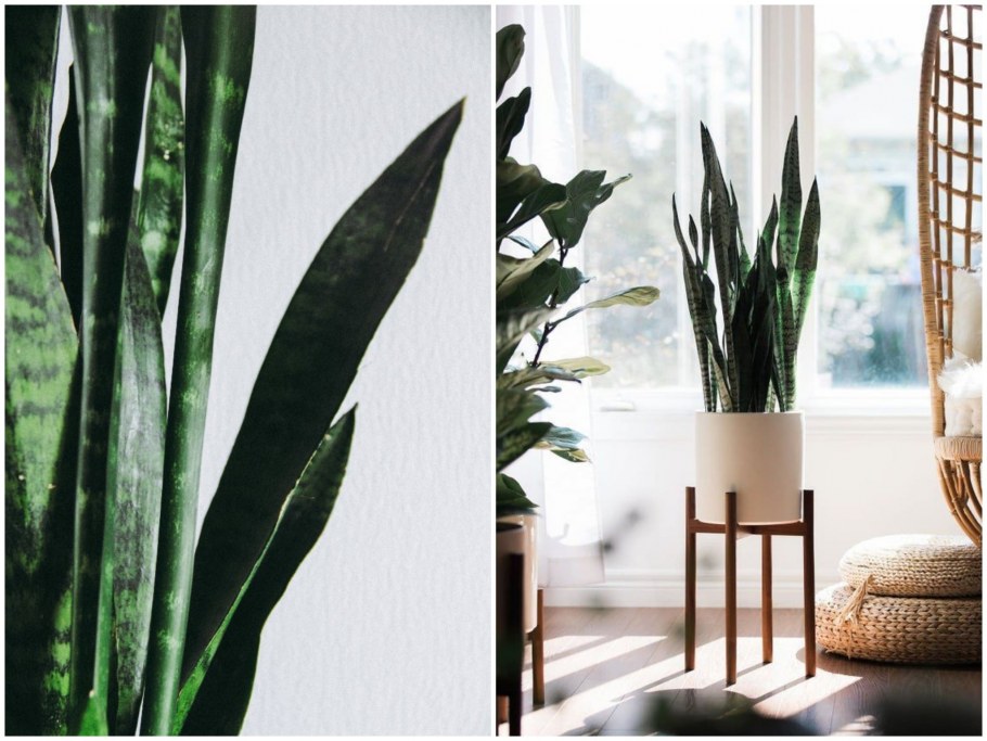 Сансевиерия Саюри