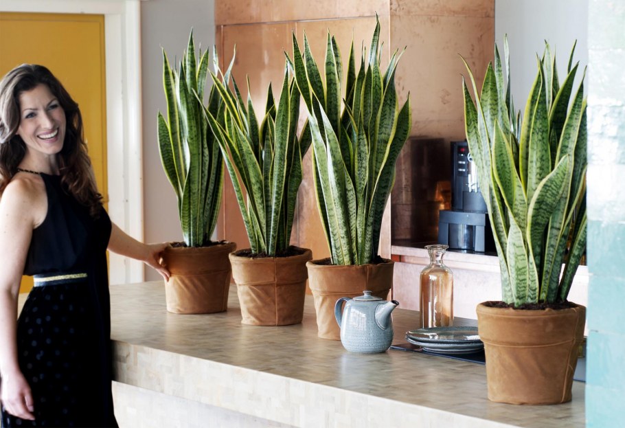 Сансевиерия щучий хвост в интерьере