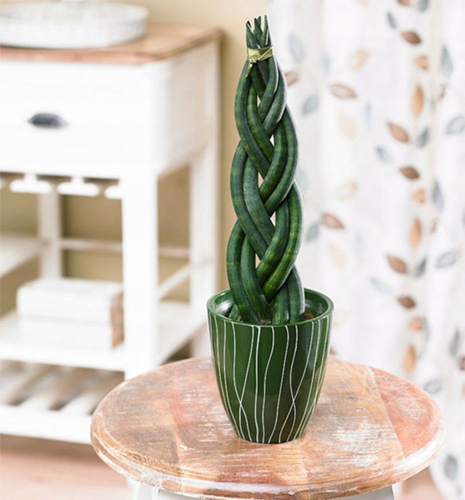 Сансевиерия щучий хвост