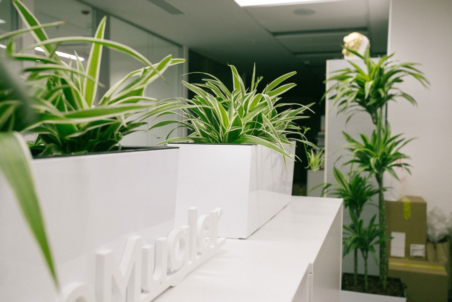 Хлорофитум в офисе