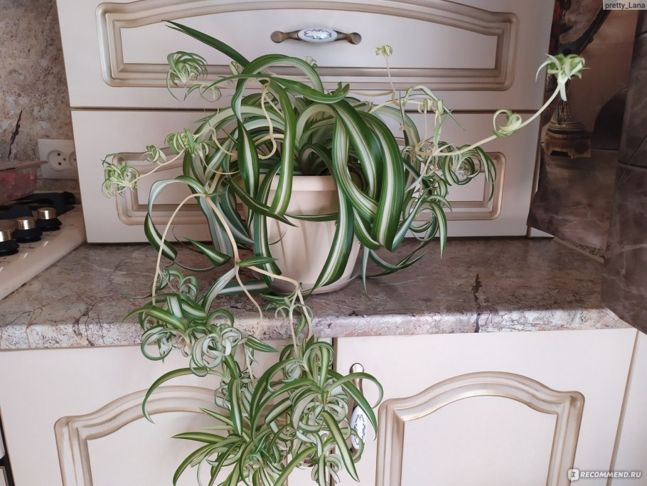Кухонный цветок хлорофитум