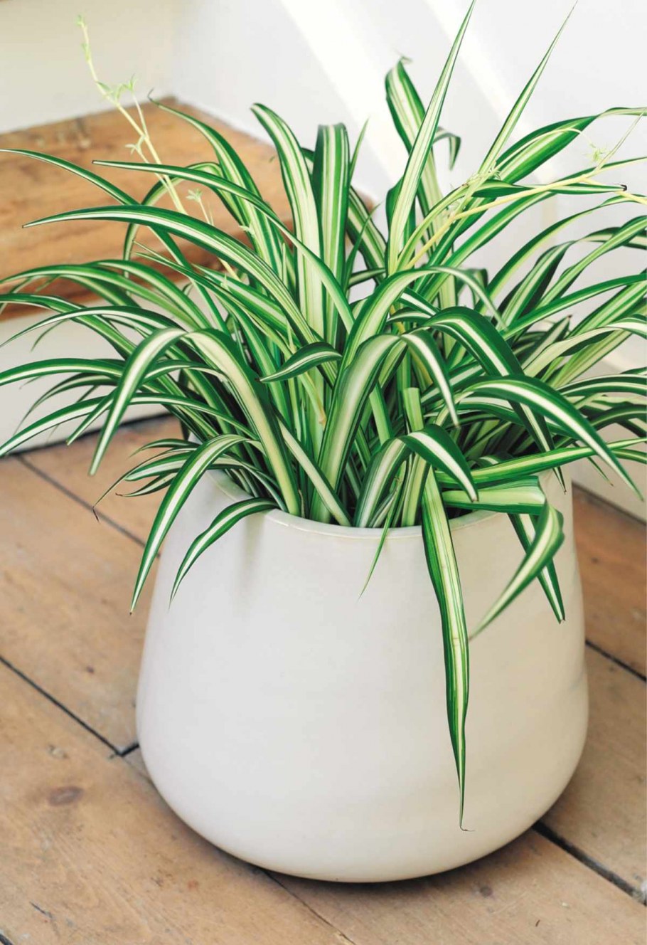 Драцена деремская зеленая