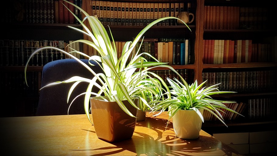 Хлорофитум зебрина