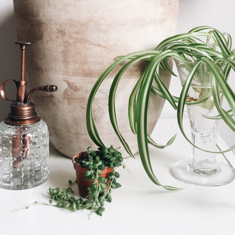 Хлорофитум розовый