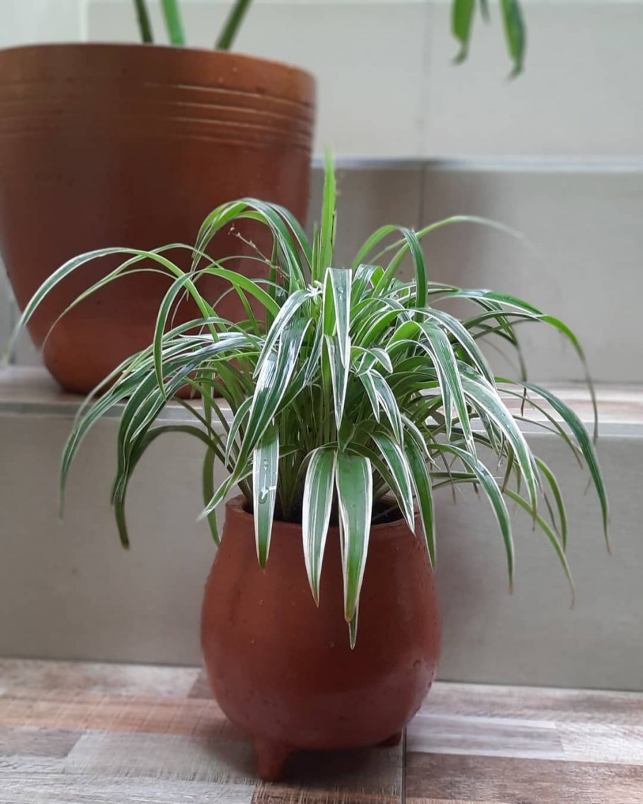 Кухонный цветок хлорофитум