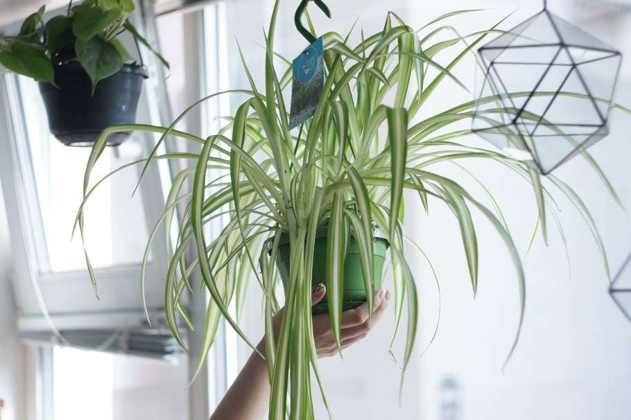 Хлорофитум Пальма